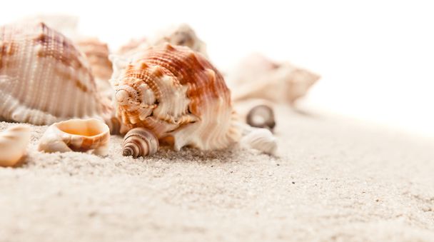 cockleshells na morze piasku - Zdjęcie, obraz