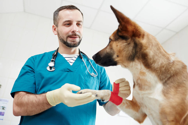 Молодой ветеринар в форме держит больную лапу собаки после наложения повязки.
 - Фото, изображение