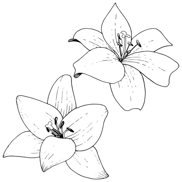 Διάνυσμα floral βοτανικό λουλούδι κρίνων. Μαύρο και άσπρο χαραγμένο μελάνι τέχνης. Απομονωμένη κρίνοι εικονογράφηση στοιχείο. - Διάνυσμα, εικόνα