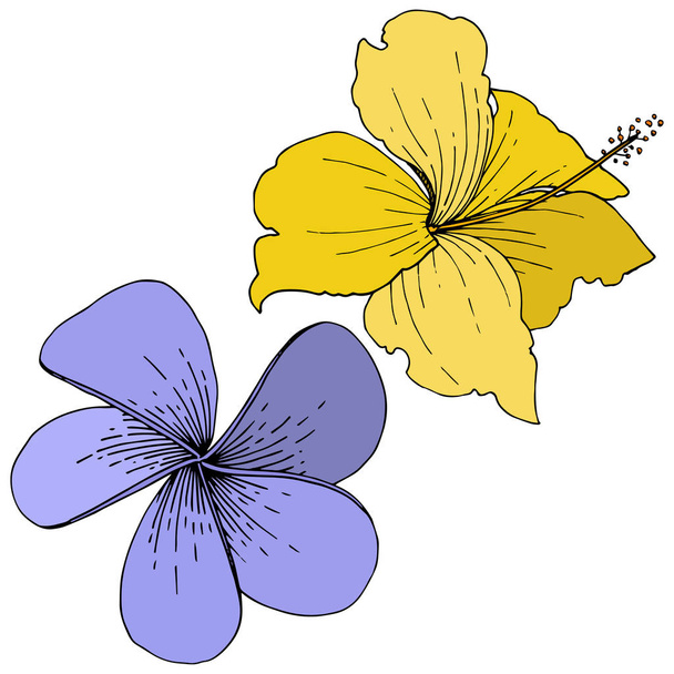 Вектор Гібіскус квіткові тропічні квіти. Вигравіруване чорнило. Ізольований елемент ілюстрації гібіскуса на білому тлі
. - Вектор, зображення
