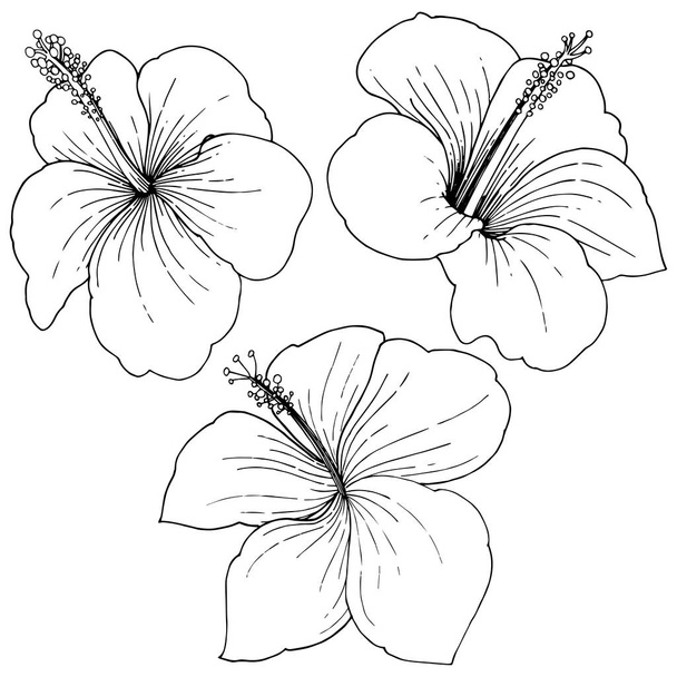 Διάνυσμα floral τροπικά λουλούδια ιβίσκου. Μαύρο και άσπρο χαραγμένο μελάνι τέχνης. Απομονωμένη ιβίσκου εικονογράφηση στοιχείο. - Διάνυσμα, εικόνα