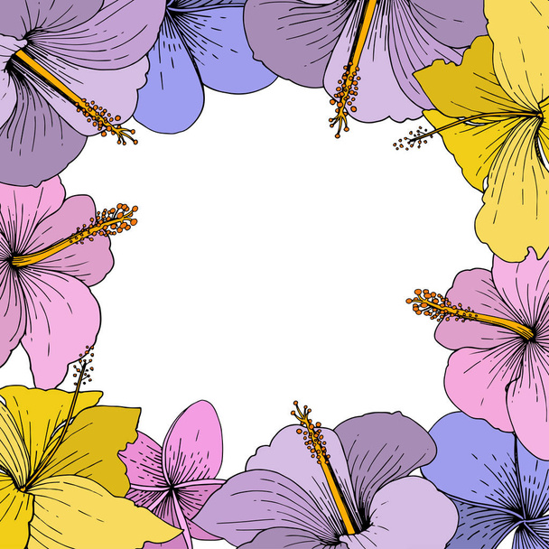 Fiori tropicali floreali Vector Hibiscus. Incisione a inchiostro su sfondo bianco. Quadrato ornamento bordo cornice
. - Vettoriali, immagini