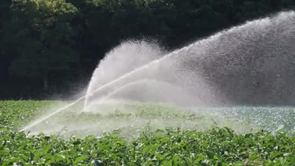 Irrigation vegetable plantation. Sprinkler irrigates vegetable crops. - Footage, Video