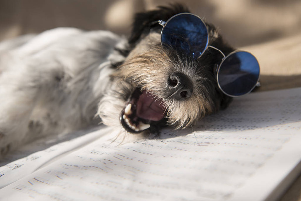 Funny dog with blue glasses is singing a song - Photo, Image