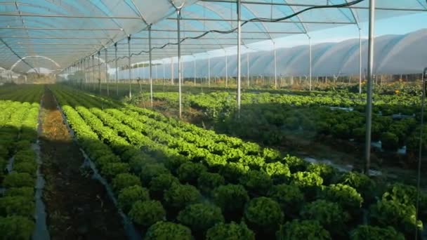 Friss szerves saláta magról nevelt növények üvegház szabadban - Felvétel, videó