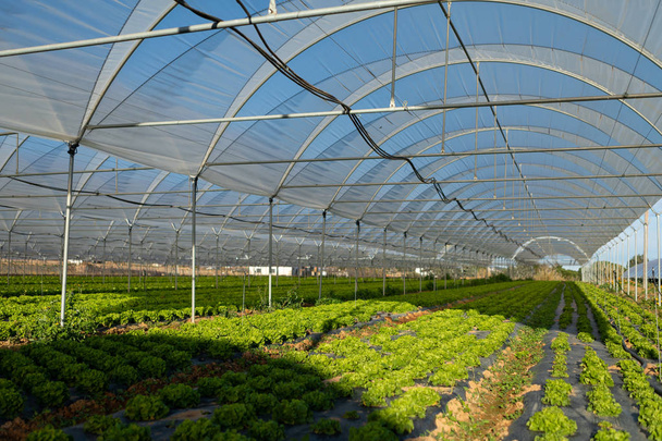 Свежие органические салаты в теплице на открытом воздухе
 - Фото, изображение