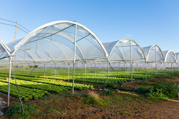 Свіжі органічні саджанці салату в теплиці на відкритому повітрі
 - Фото, зображення