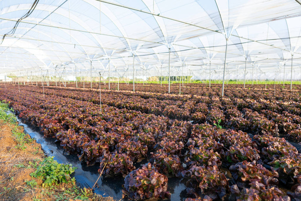 Friss szerves saláta magról nevelt növények üvegház szabadban - Fotó, kép
