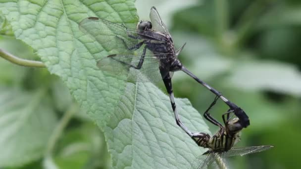 Dragonflies Mating on the Leaves of the Plant - Footage, Video