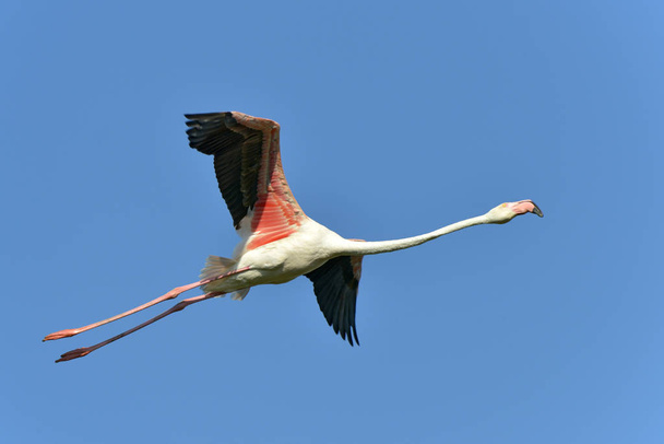 Flamingo in vlucht (Phoenicopterus ruber) op de blauwe hemelachtergrond, in de Camargue is een natuurlijke regio gelegen ten zuiden van Arles, Frankrijk, tussen de Middellandse Zee en de twee takken van de Rhne delta - Foto, afbeelding