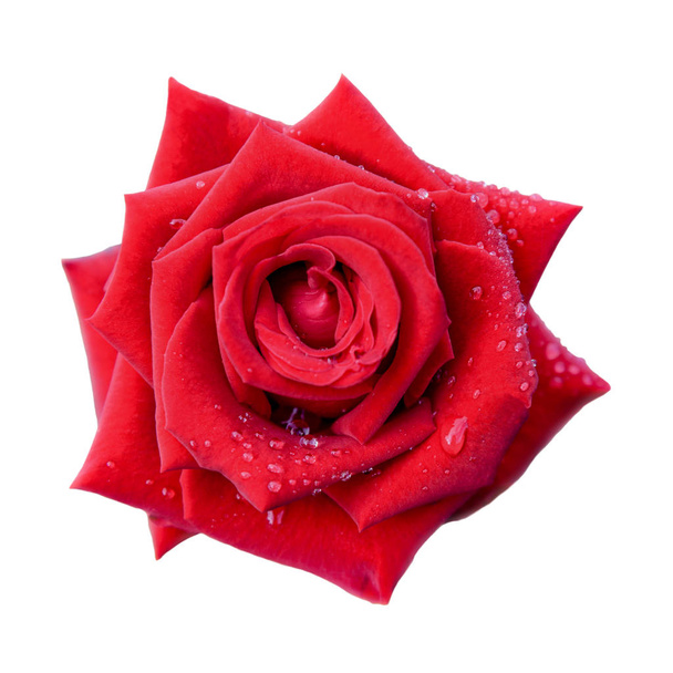 κόκκινο τριαντάφυλλο σε απομονωμένες λευκό φόντο - Φωτογραφία, εικόνα