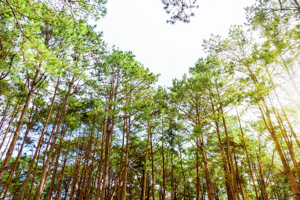 Bosque de Pinus kesiya en Tailandia
 - Foto, imagen