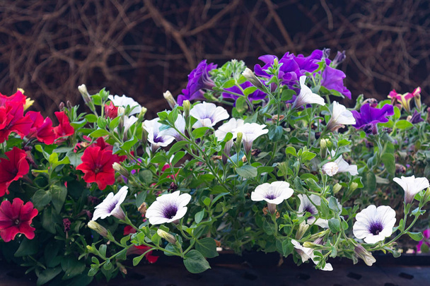 View of the blooming petunia of different colors against the backdrop of a dried vine. - Photo, Image