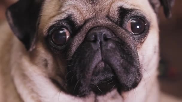 Porträt des süßen Mops Hund - Filmmaterial, Video