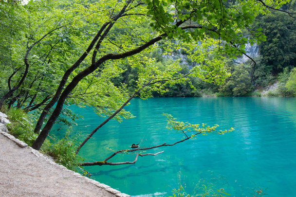 Dřevěná pěšina přes národní park Plitvice jezer - Fotografie, Obrázek