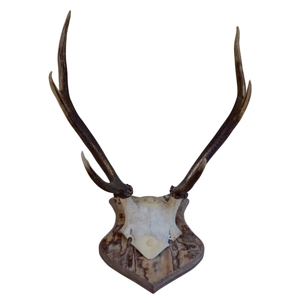 Deer horns/ antlers isolated on white background - Photo, Image