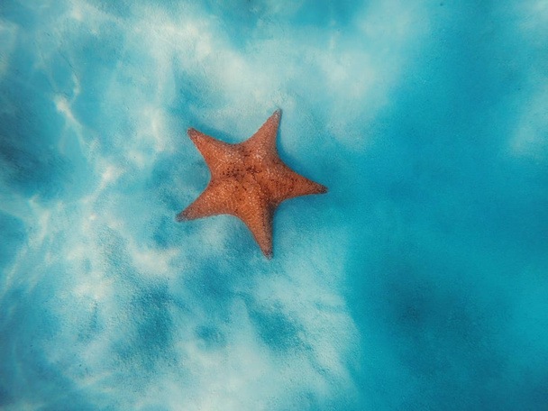 Starfish underwater over white sand in Caribbean sea. Ocean water. - Photo, Image