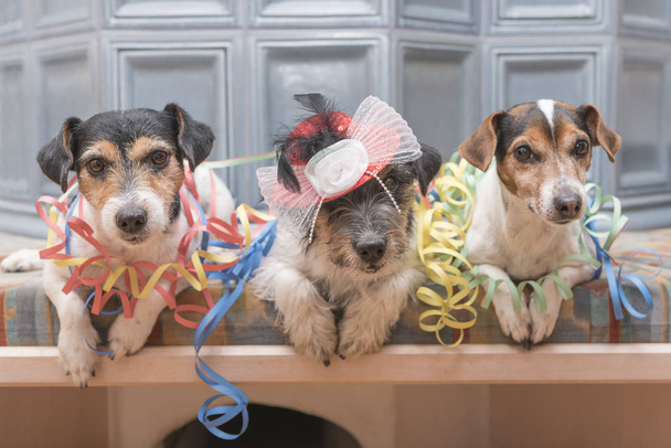 Listo para la fiesta - tres perros Jack Russell
 - Foto, Imagen