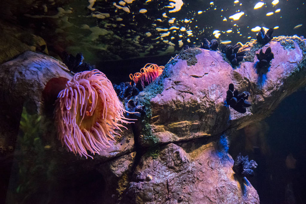 Oceanarium akwarium Lizbony, dużą kolekcję gatunków morskich. - Zdjęcie, obraz