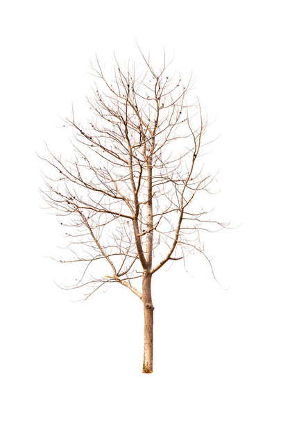 Beyaz arkaplanda izole edilmiş tek bir yaşlı ve ölü ağaç - Fotoğraf, Görsel