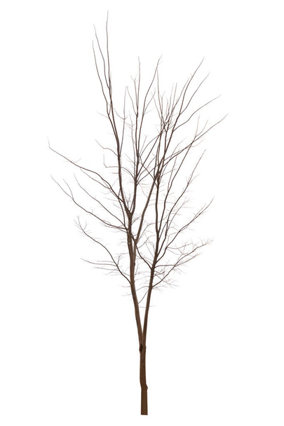 Jeden starý a mrtvý strom izolované na bílém pozadí - Fotografie, Obrázek