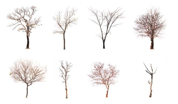 Készlet-ból halott fa elszigetelt fehér background - Fotó, kép