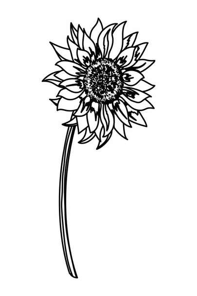 Олія соняшникова весна креслення
 - Вектор, зображення