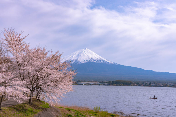 View of Mount Fuji with full bloom pink cherry tree flowers at Lake Kawaguchi Park in springtime sunny day and blue sky natural background. Fujikawaguchiko Cherry Blossoms Festival. Yamanashi, Japan - Photo, Image