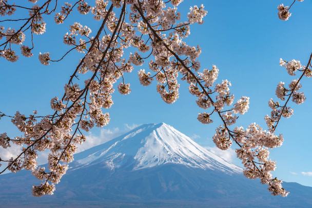 Nahaufnahme schneebedeckter Berg Fuji (mt. fuji) mit blauem Himmel Hintergrund in rosa Sakura Kirschblüten Frühling sonnigen Tag. Lake kawaguchiko, Stadt fujikawaguchiko, Präfektur Yamanashi, Japan - Foto, Bild