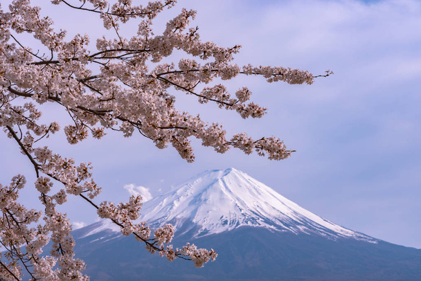 Gros plan enneigé Mont Fuji (Mt. Fuji) avec fond bleu ciel en fleurs de cerisier sakura rose Printemps journée ensoleillée. Lac Kawaguchiko, ville Fujikawaguchiko, préfecture de Yamanashi, Japon
 - Photo, image