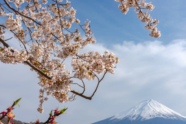 Γκρο πλαν χιονοσκέπαστο Φούτζι (Mt. Fuji) με φόντο μπλε του ουρανού σε ροζ sakura cherry άνθη την άνοιξη ηλιόλουστη μέρα. Λίμνη Kawaguchiko, πόλη προορισμό Fujikawaguchiko, Yamanashi Νομαρχία, Ιαπωνία - Φωτογραφία, εικόνα