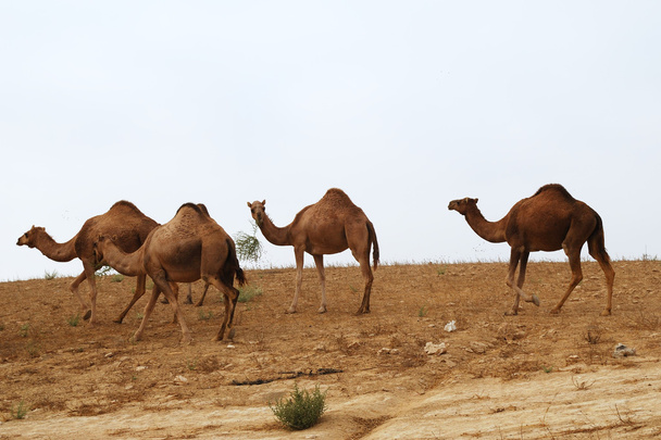 velbloudi v poušti - Fotografie, Obrázek