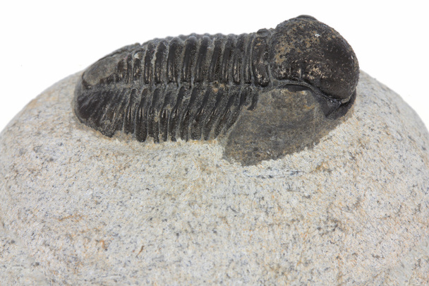 fossile trilobite
 - Photo, image
