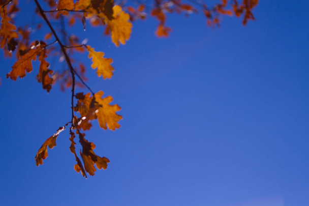 Autumn tree leaves sky background. - Photo, image