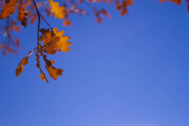 Autumn tree leaves sky background. - Φωτογραφία, εικόνα