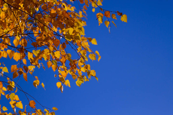 Autumn tree leaves sky background. - Photo, Image