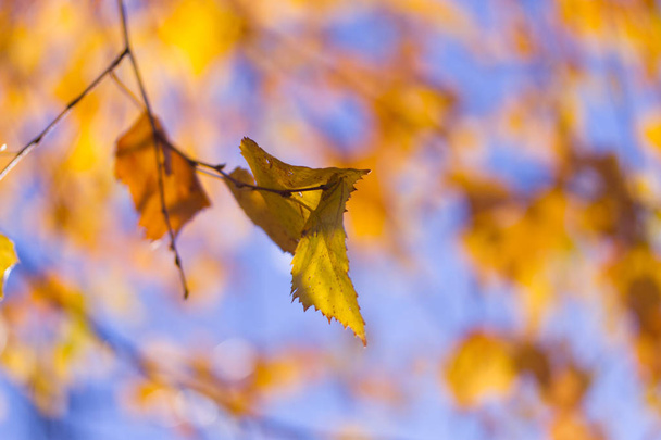Autumn tree leaves sky background. - Foto, Bild