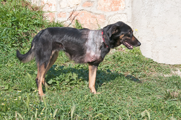 Раненый пес
 - Фото, изображение