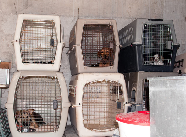 Dog Cages - Photo, Image