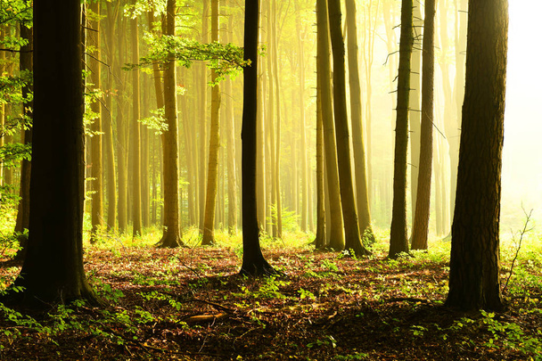 Mañana soleada en el bosque
 - Foto, Imagen
