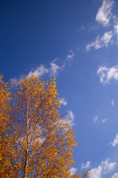 Autumn trees with yellowing leaves - Fotoğraf, Görsel