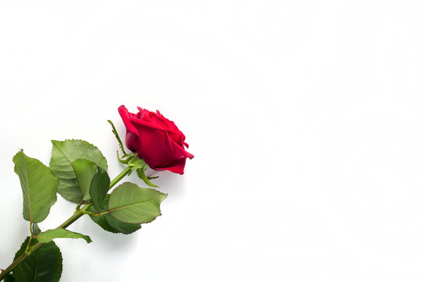 Όμορφο κόκκινο τριαντάφυλλο λουλούδι με στέλεχος απομονώνεται σε λευκό φόντο. Concept για τον γάμο 8 Μαρτίου με χώρο αντιγραφής - Φωτογραφία, εικόνα
