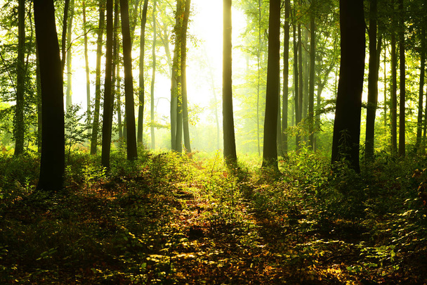 Sunny morning in the forest - Photo, Image