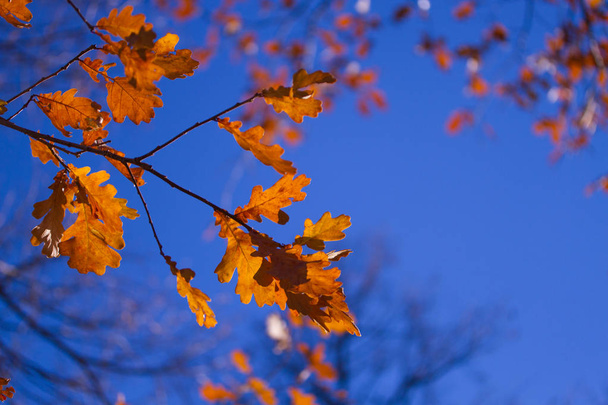 Colorful foliage in the autumn park - Foto, Imagen