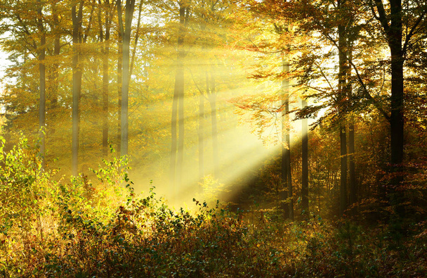 autunno mattina nella foresta - Foto, immagini