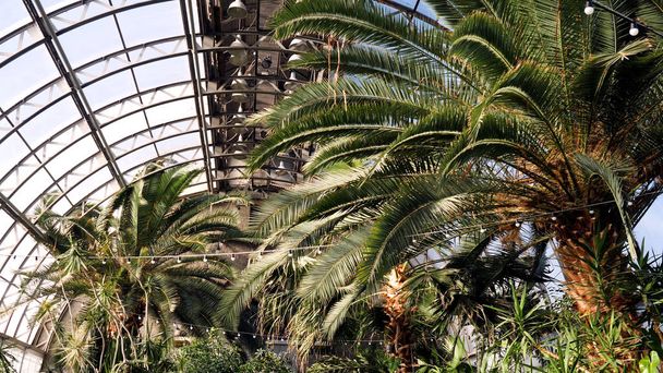 Greenhouse with palm trees. Suns rays illuminate palm branches resting on glass roof of winter garden. Exotic plants and trees in greenhouses - Photo, image