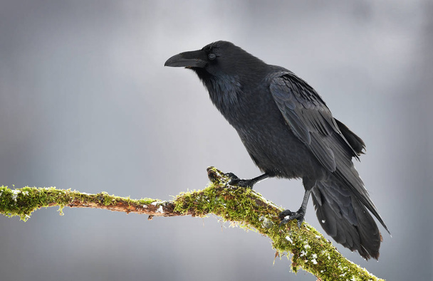 Raven bird (Corvus corax) - Photo, Image