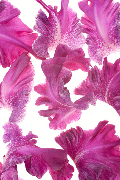 gladiolus petals - Fotografie, Obrázek