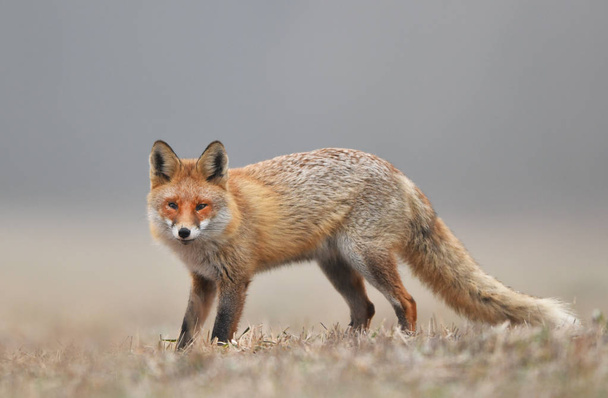 Fox w przyrodzie (Vulpes vulpes) - Zdjęcie, obraz