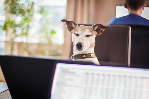 boss management dogs in office - Foto, Imagem